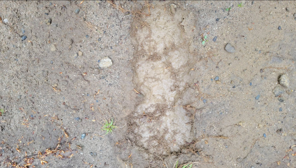 Unique Bigfoot finds - footprint in hardened soil near campsite in Northern Maine