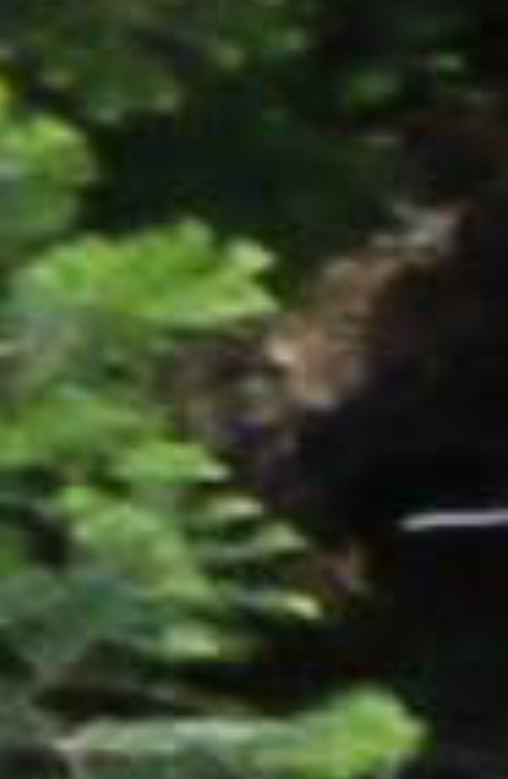 Unique Bigfoot finds - close up  juvenile photo