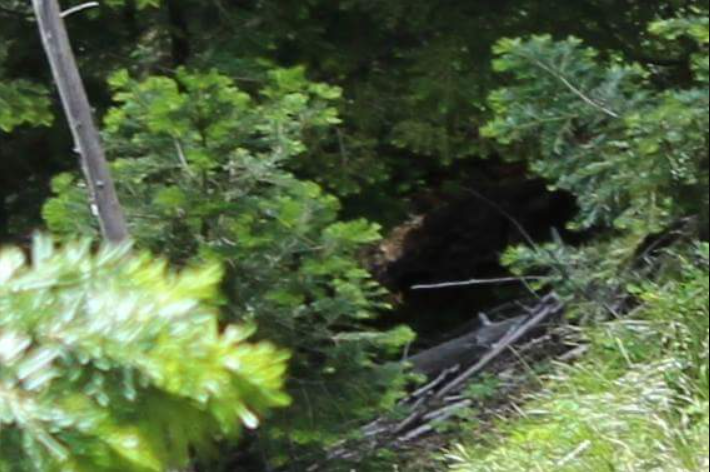 Unique Bigfoot finds - original juvenile photo